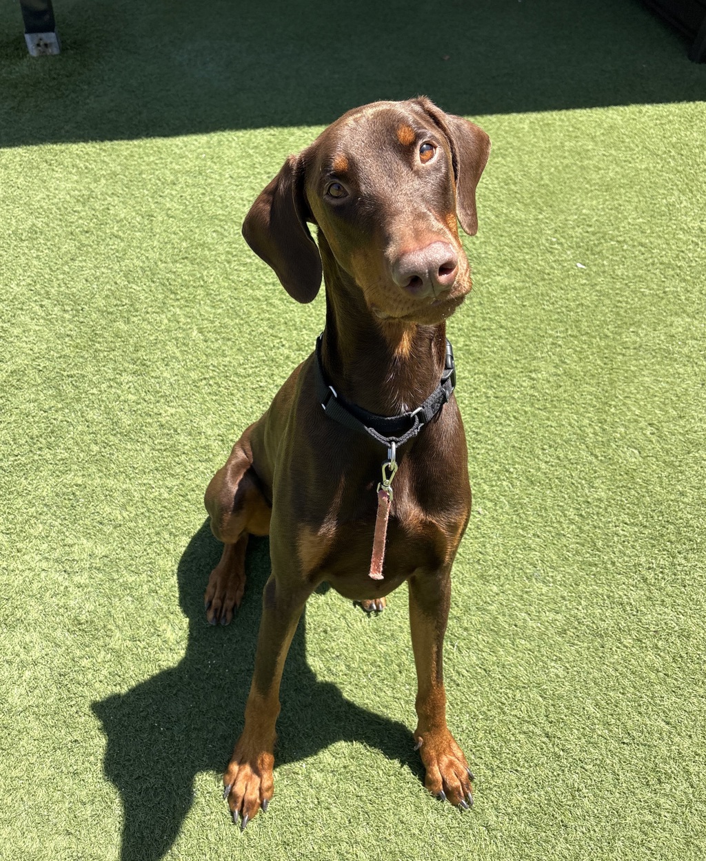 Shelter Stray Male Dog last seen Near Clearbrook Lane, Vista, CA, 92084, Oceanside, CA 92058, USA