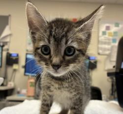 Shelter Stray Male Cat last seen N Amherst and N Haven Ave, PORTLAND, OR, 97203, 1700 W Historic Columbia River Hwy, Troutdale, OR 97060, USA
