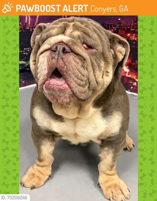Found/Stray Male Dog last seen Located at Rockdale County Animal Service, 1506 Rockbridge Road, Conyers, GA 30012, Conyers, GA 30012