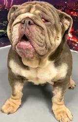 Found/Stray Male Dog last seen Located at Rockdale County Animal Service, 1506 Rockbridge Road, Conyers, GA 30012, Conyers, GA 30012