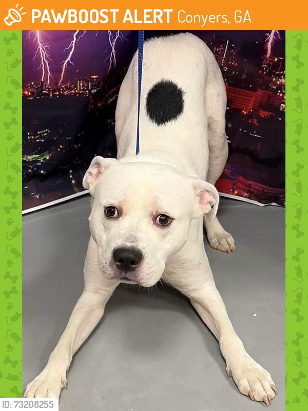 Found/Stray Male Dog last seen Located at Rockdale County Animal Service, 1506 Rockbridge Road, Conyers, GA 30012, Conyers, GA 30012