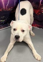 Found/Stray Male Dog last seen Located at Rockdale County Animal Service, 1506 Rockbridge Road, Conyers, GA 30012, Conyers, GA 30012