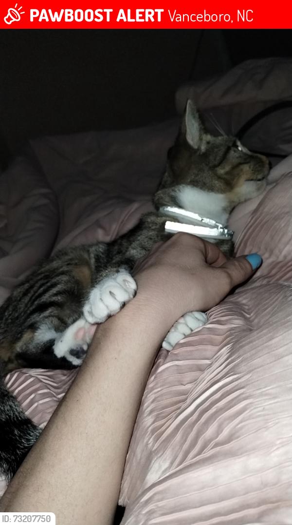 Lost Female Cat last seen Family dollar, Vanceboro, NC 28586