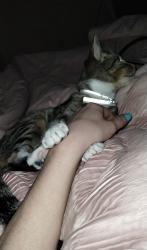 Lost Female Cat last seen Family dollar, Vanceboro, NC 28586