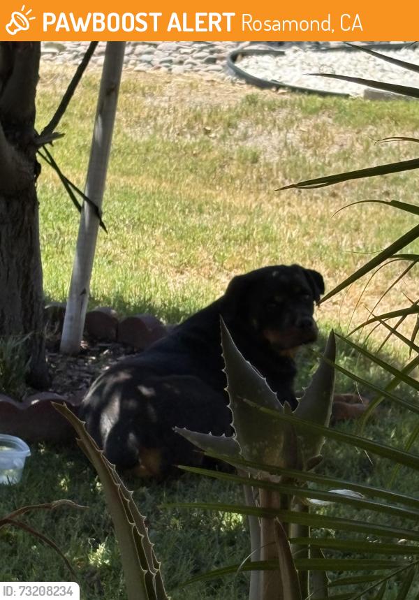 Found/Stray Unknown Dog last seen Monte vista Ave, Rosamond, CA 93560