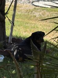 Found/Stray Unknown Dog last seen Monte vista Ave, Rosamond, CA 93560
