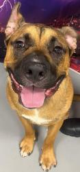 Found/Stray Male Dog last seen Located at Rockdale County Animal Service, 1506 Rockbridge Road, Conyers, GA 30012, Conyers, GA 30012