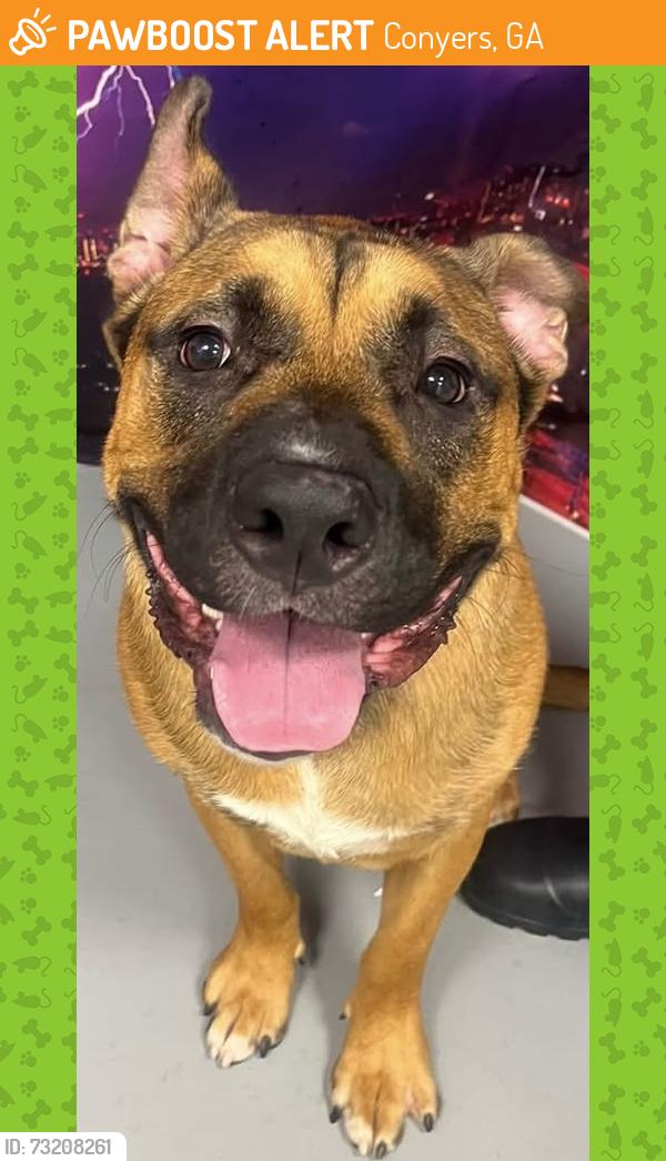 Found/Stray Male Dog last seen Located at Rockdale County Animal Service, 1506 Rockbridge Road, Conyers, GA 30012, Conyers, GA 30012