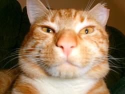 Reunited Male Cat last seen Near ralph rd, Glen Burnie, MD 21060
