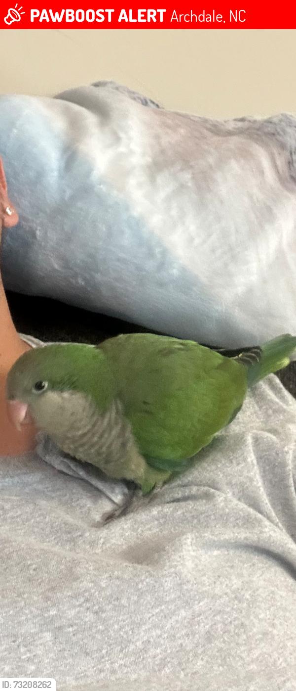 Lost Unknown Bird last seen Elliott St, Archdale NC, Archdale, NC 27263