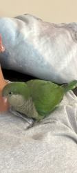 Lost Unknown Bird last seen Elliott St, Archdale NC, Archdale, NC 27263