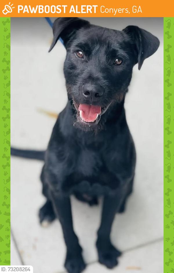 Found/Stray Male Dog last seen Located at Rockdale County Animal Service, 1506 Rockbridge Road, Conyers, GA 30012, Conyers, GA 30012