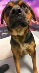 Found/Stray Male Dog last seen Located at Rockdale County Animal Service, 1506 Rockbridge Road, Conyers, GA 30012, Conyers, GA 30012