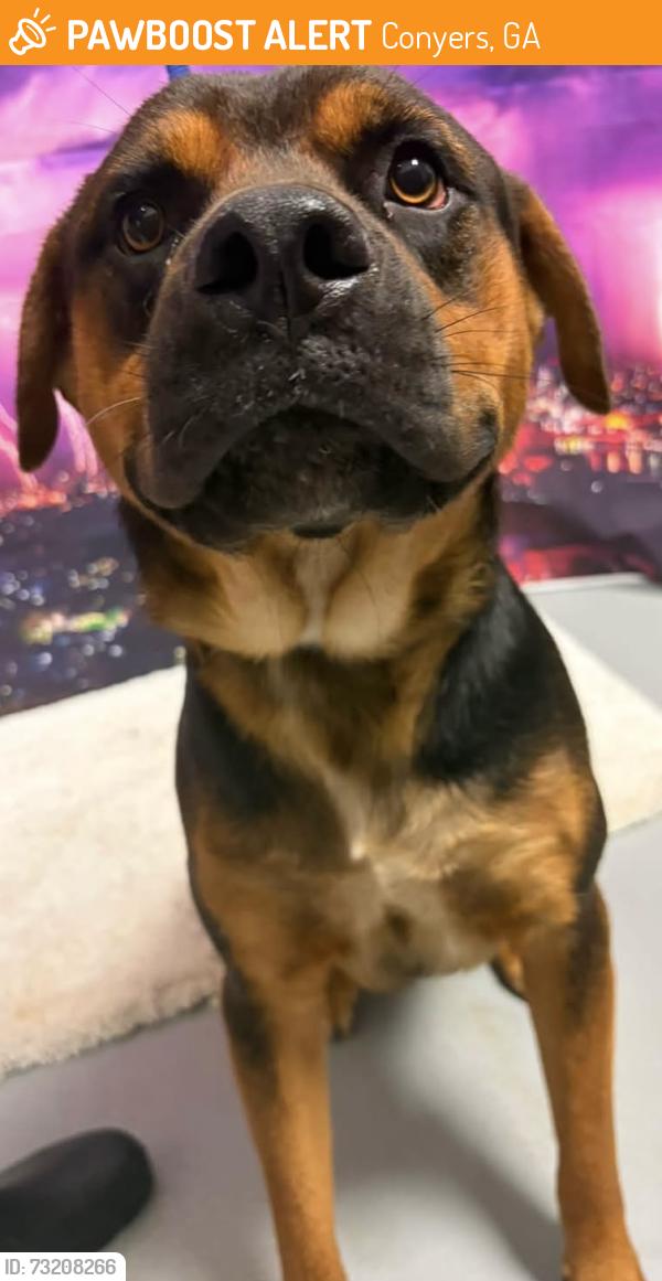 Found/Stray Male Dog last seen Located at Rockdale County Animal Service, 1506 Rockbridge Road, Conyers, GA 30012, Conyers, GA 30012