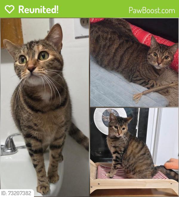 Reunited Female Cat last seen Church St, Denmark, WI 54208