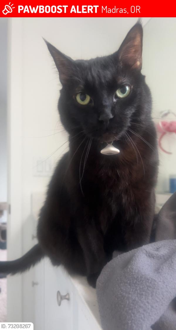 Lost Female Cat last seen Sagebrook ests, Madras, OR 97741