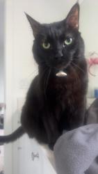 Lost Female Cat last seen Sagebrook ests, Madras, OR 97741