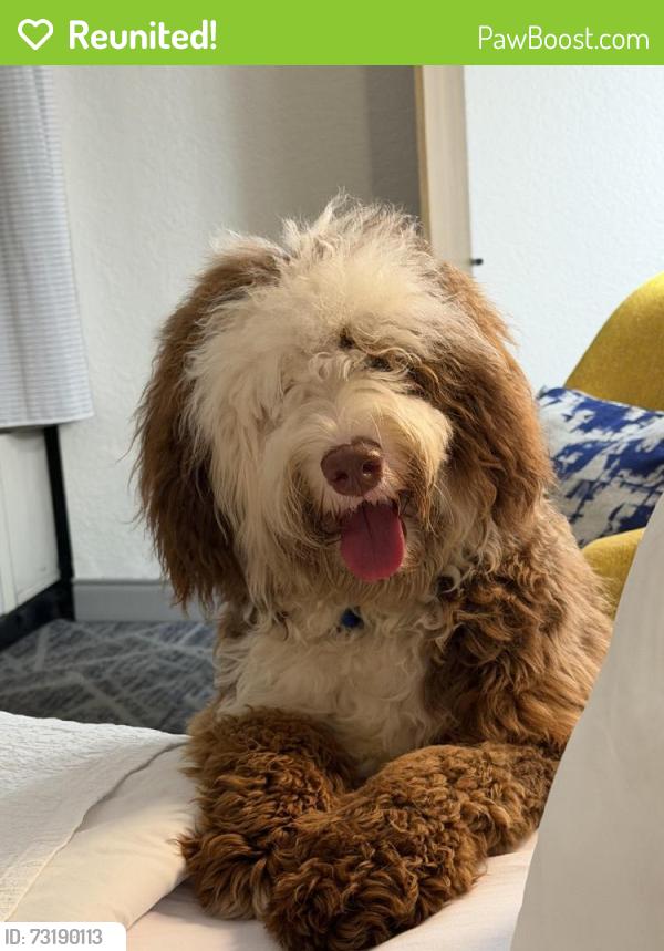 Reunited Male Dog last seen The Hampton Inn on West State Street in Bristol, TN, Bristol, TN 37620