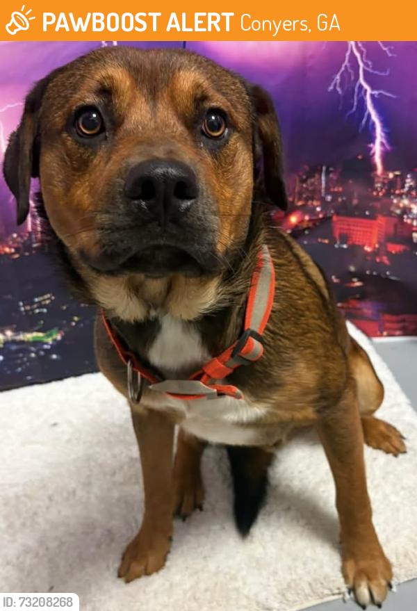 Found/Stray Male Dog last seen Located at Rockdale County Animal Service, 1506 Rockbridge Road, Conyers, GA 30012, Conyers, GA 30012