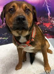 Found/Stray Male Dog last seen Located at Rockdale County Animal Service, 1506 Rockbridge Road, Conyers, GA 30012, Conyers, GA 30012