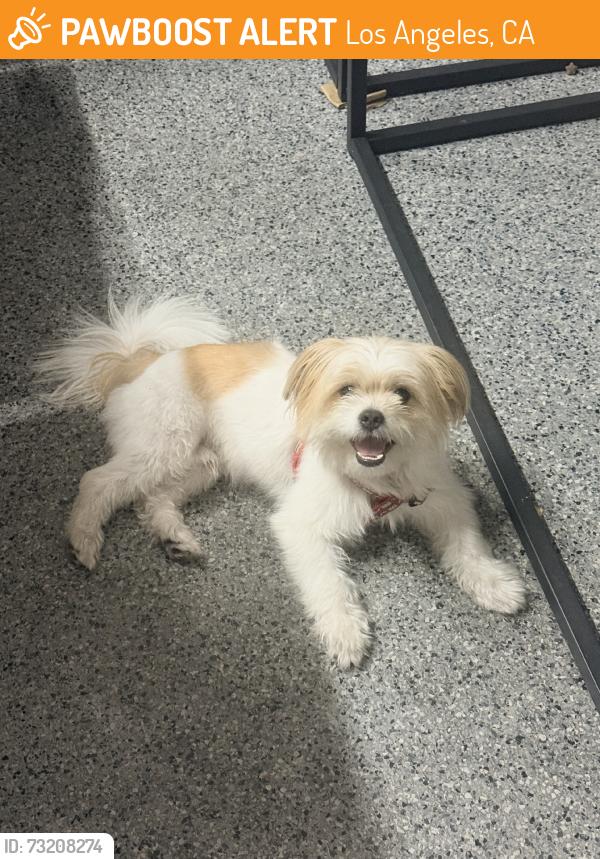 Found/Stray Male Dog last seen humboldt street and n san fernando rd, Los Angeles, CA 90031