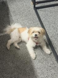 Found/Stray Male Dog last seen humboldt street and n san fernando rd, Los Angeles, CA 90031