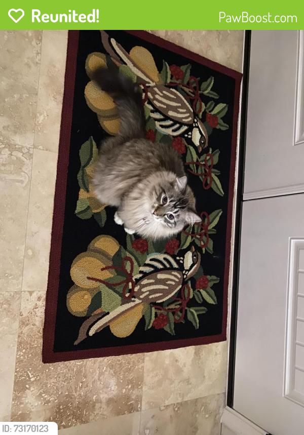 Reunited Male Cat last seen Hatfield St, just off Hillindale croasdile farms, Durham, NC 27705