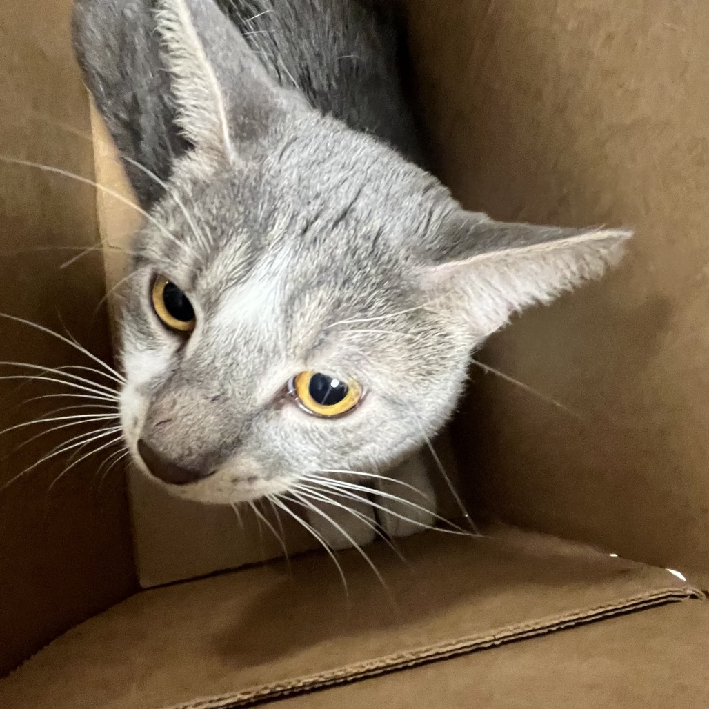 Shelter Stray Male Cat last seen , Animal Care & Control Team of Philly, 111 W Hunting Park Ave, Philadelphia, PA 19140, USA