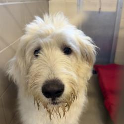 Shelter Stray Male Dog last seen , 4500 N Access Rd, Chattanooga, TN 37415, USA