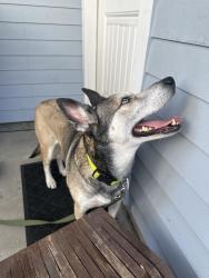 Found/Stray Female Dog last seen Allen discounts furniture store, Fullerton, CA 92832