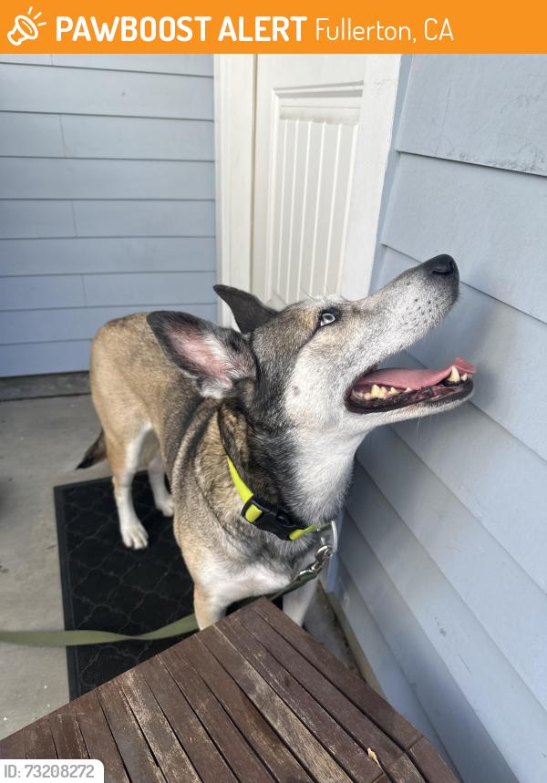 Found/Stray Female Dog last seen Allen discounts furniture store, Fullerton, CA 92832