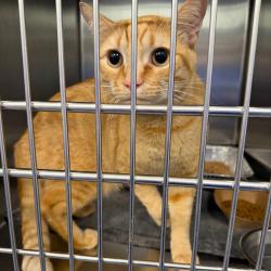 Shelter Stray Unknown Cat last seen , 980 Guilford College Rd, Greensboro, NC 27409, USA