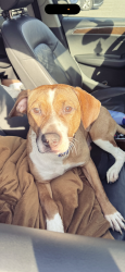 Lost Male Dog last seen Slevitz rd, Fort Pierce, FL 34982