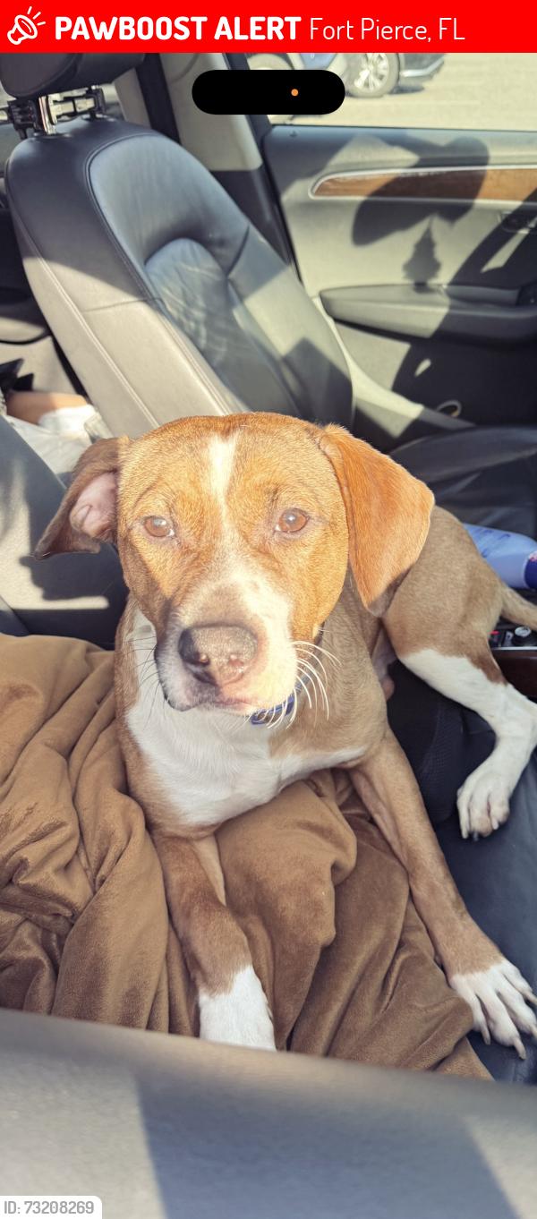 Lost Male Dog last seen Slevitz rd, Fort Pierce, FL 34982
