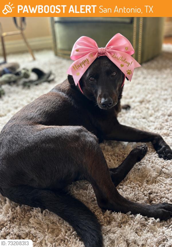 Found/Stray Female Dog last seen Thousand Oaks, San Antonio, TX 78207