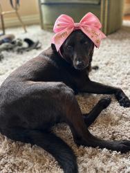 Found/Stray Female Dog last seen Thousand Oaks, San Antonio, TX 78207