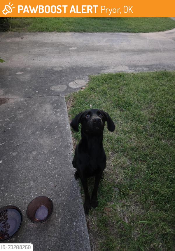 Found/Stray Male Dog last seen Across the railroad tracks close to Pryor Creek, Pryor, OK 74361
