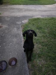 Found/Stray Male Dog last seen Across the railroad tracks close to Pryor Creek, Pryor, OK 74361