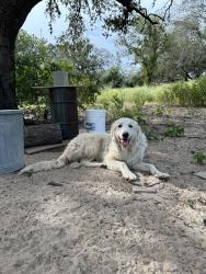 Reunited Male Dog last seen Mathis Rd & 37, San Antonio, TX 78264