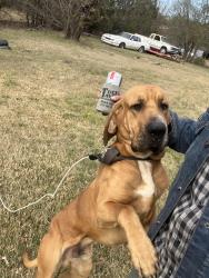 Lost Male Dog last seen Tin top hwy, Weatherford, TX 76087