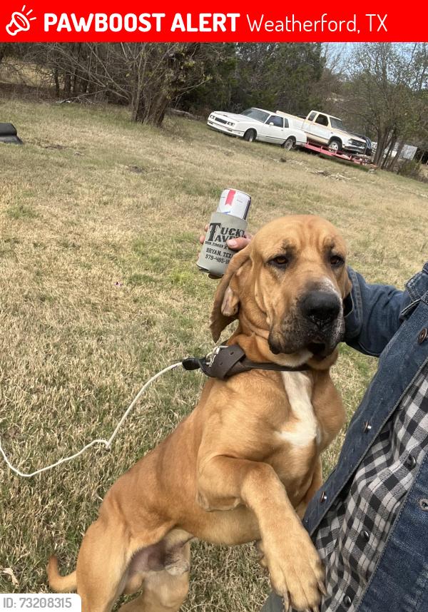 Lost Male Dog last seen Tin top hwy, Weatherford, TX 76087