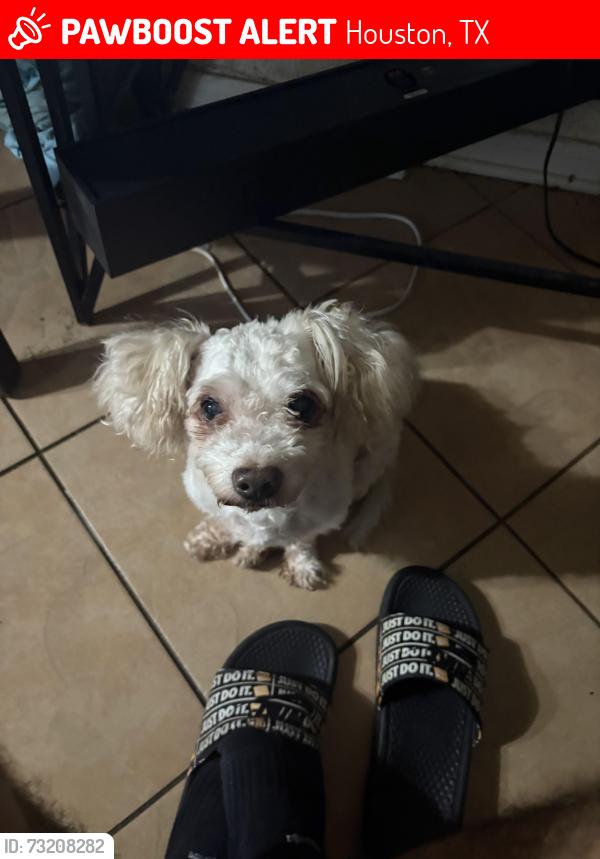 Lost Male Dog last seen Near Remington Green court, Houston, TX 77073