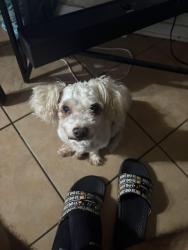 Lost Male Dog last seen Near Remington Green court, Houston, TX 77073