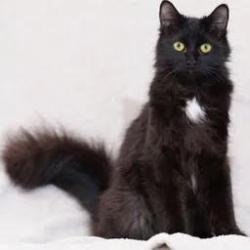 Reunited Female Cat last seen Anza Street near Mercy St. Mountain View, CA, Mountain View, CA 94041