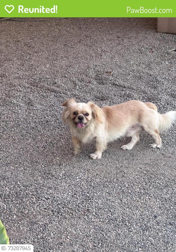 Reunited Male Dog last seen Luis’ Nursery, Visalia, CA 93292