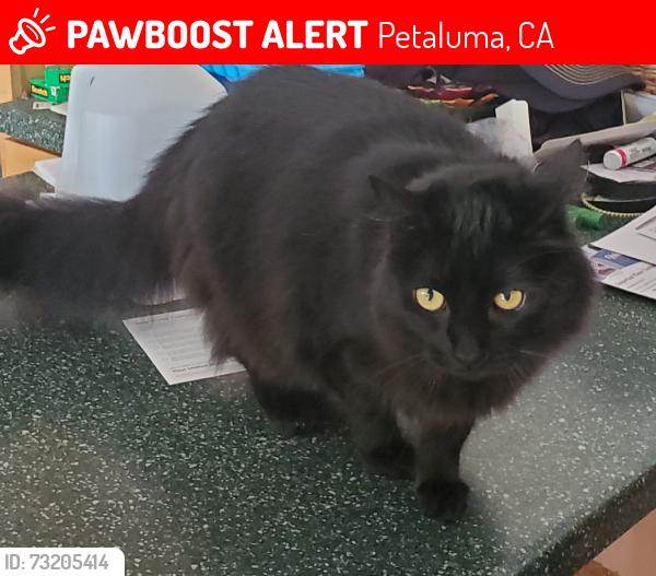 Lost Male Cat last seen Quail drive, Petaluma, CA 94954