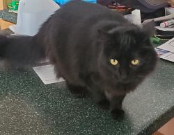 Lost Male Cat last seen Quail drive, Petaluma, CA 94954