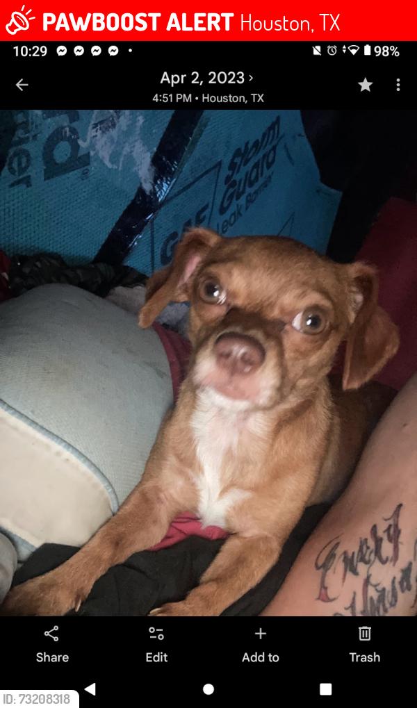 Lost Male Dog last seen Keith Street and cedar Hill, Houston, TX 77093