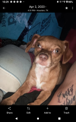 Lost Male Dog last seen Keith Street and cedar Hill, Houston, TX 77093
