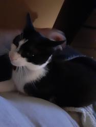 Found/Stray Female Cat last seen Louisa, New Orleans, LA 70117